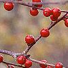 Ilex montana, fruit