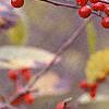 Ilex montana, fruit