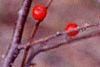 Ilex montana, fruit