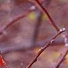 Ilex montana, fruit