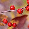 Ilex montana, fruit