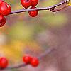 Ilex montana, fruit