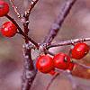 Ilex montana, fruit
