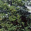 Ilex opaca, habit