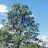 Ilex opaca, habit