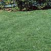 Ilex opaca, habit