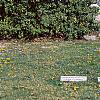 Ilex opaca, habit