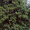 Ilex opaca, habit