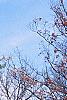 Ilex opaca, habit