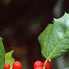 Ilex opaca, fruit