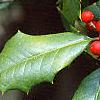 Ilex opaca, fruit