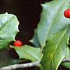 Ilex opaca, fruit