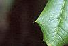Ilex opaca, fruit