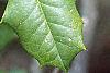 Ilex opaca, fruit