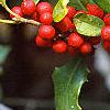 Ilex opaca, fruit