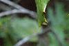 Ilex opaca, fruit