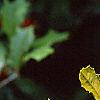 Ilex opaca, fruit