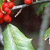 Ilex opaca, fruit