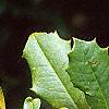 Ilex opaca, fruit