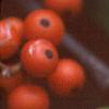 Ilex opaca, fruit