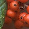 Ilex opaca, fruit