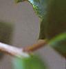 Ilex opaca, fruit