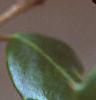 Ilex opaca, fruit