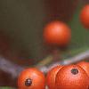 Ilex opaca, fruit