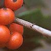 Ilex opaca, fruit