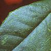 Ilex opaca, fruit
