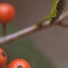 Ilex opaca, fruit
