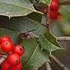 Ilex opaca, fruit