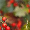 Ilex opaca, fruit
