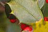 Ilex opaca, fruit