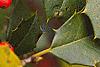 Ilex opaca, fruit