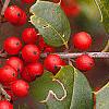 Ilex opaca, fruit