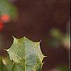 Ilex opaca, fruit