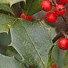 Ilex opaca, fruit