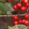 Ilex opaca, fruit