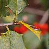 Ilex opaca, fruit