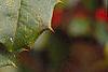 Ilex opaca, fruit