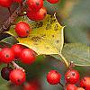 Ilex opaca, fruit