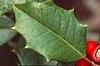 Ilex opaca, fruit