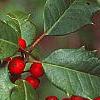 Ilex opaca, fruit