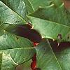 Ilex opaca, fruit
