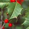 Ilex opaca, fruit