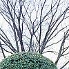 Ilex opaca, culture
