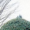 Ilex opaca, culture