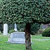 Ilex opaca, culture