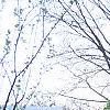 Ilex opaca, culture
